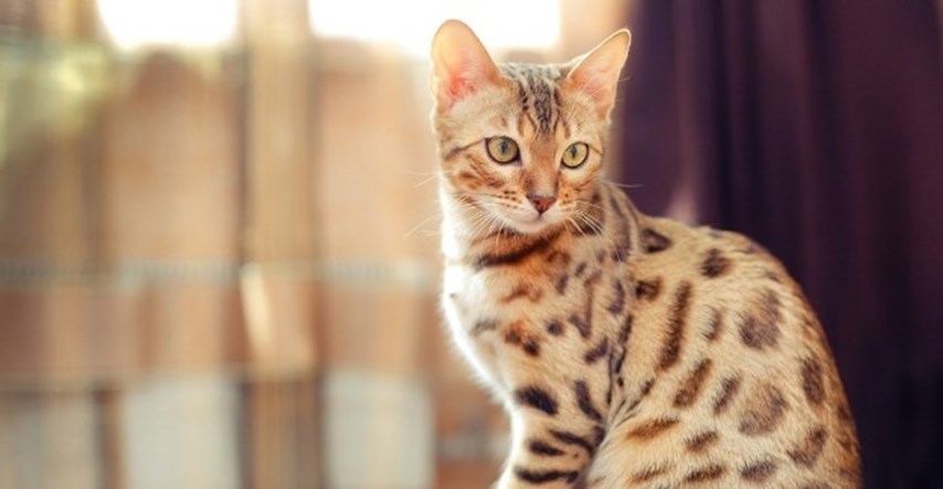 Deset najskupljih pasmina mačaka na svijetu